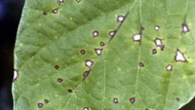 Photo of Come controllare la macchia di foglie di cercospora nei fagioli