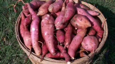 Photo of Come e quando iniziare a piantare patate dolci