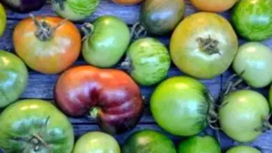 Photo of Come fare i pomodori rossi verdi e come conservare i pomodori in autunno