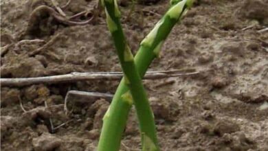 Photo of Come piantare i semi di asparagi – Come coltivare gli asparagi da seme?