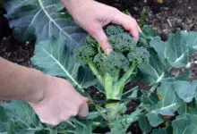 Photo of Come raccogliere i broccoli – Quando raccogliere i broccoli