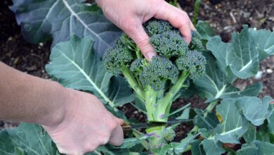 Photo of Come raccogliere i broccoli – Quando raccogliere i broccoli