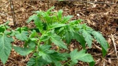 Photo of Come realizzare le gabbie per pomodori – Come costruire una gabbia per pomodori