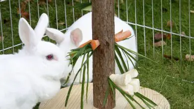 Photo of Come tenere i conigli fuori dai giardini