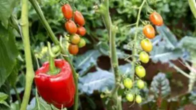 Photo of Compagni di Pepper Plant – Cosa sono i buoni compagni di peperoni?