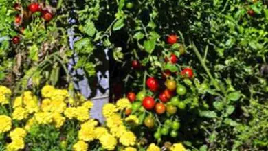 Photo of Compagni di Pomodoro: Scopri le piante che crescono con i pomodori
