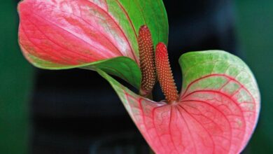 Photo of Con quale frequenza innaffiare gli anthurium – Istruzioni utili per innaffiare gli anthurium