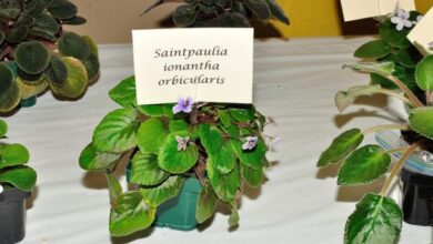 Photo of Concimare le violette africane – Imparare a nutrire le piante di violetta africana