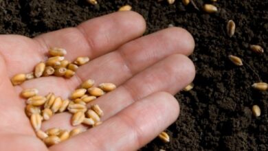 Photo of Conservare i semi di fagiolo: come e quando raccogliere i semi di fagiolo