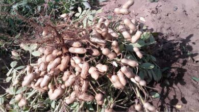 Photo of Conservazione delle arachidi: per saperne di più sul recupero post-raccolta delle arachidi