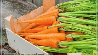 Photo of Conservazione invernale delle carote – Come conservare le carote nel terreno