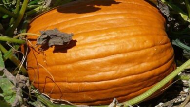 Photo of Consigli per coltivare le zucche per Halloween