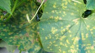 Photo of Consigli per il trattamento delle cucurbitacee con la peronospora