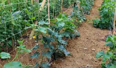 Photo of Consigli per la coltivazione del cetriolo