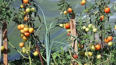 Photo of Consigli per la coltivazione del pomodoro Rom