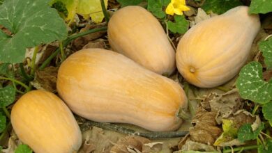 Photo of Consigli per la coltivazione della zucca: Come coltivare i semi di zucca per il tuo giardino