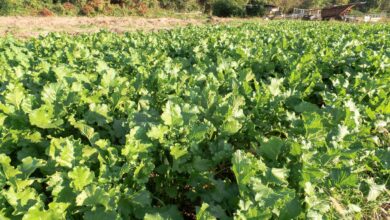 Photo of Consigli per la coltivazione delle rape nel vostro giardino