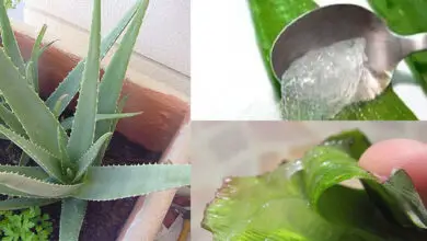Photo of Consigli per la concimazione delle piante di aloe – Qual è il miglior fertilizzante per le piante di aloe?