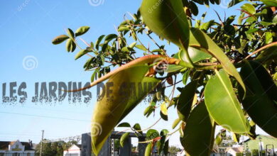 Photo of Consigli per la potatura di un albero della gomma