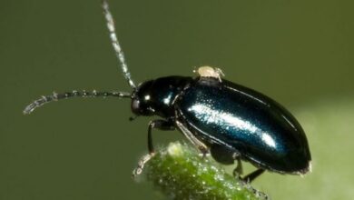 Photo of Controllo biologico dei coleotteri: come mantenere i fagiolini verdi in modo naturale