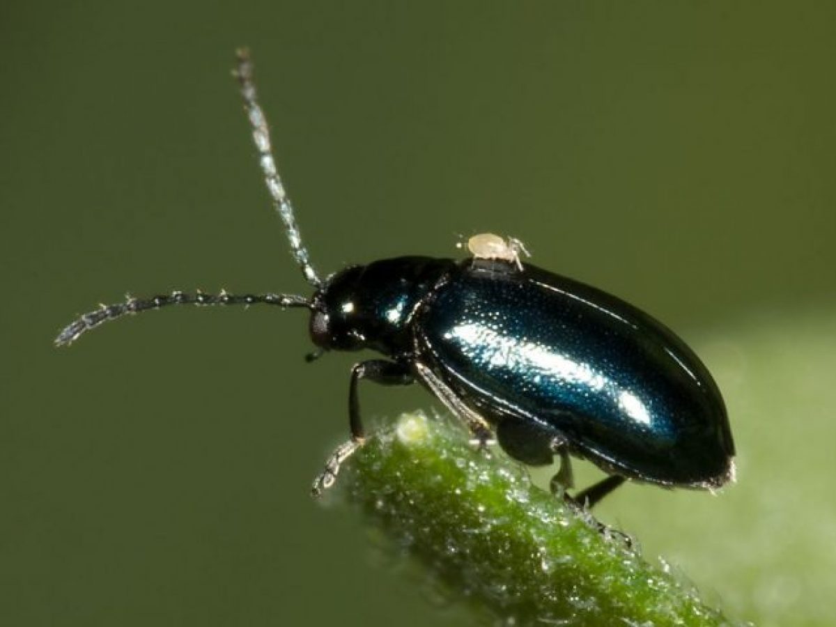 Controllo biologico dei coleotteri come mantenere i fagiolini verdi in modo naturale Il Controllo biologico dei coleotteri come mantenere i fagiolini verdi in modo naturale Il