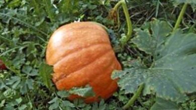 Photo of Controllo degli insetti della zucca – Controllo degli insetti della zucca