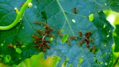 Photo of Controllo degli insetti per le zucchine: per saperne di più sui parassiti delle zucchine