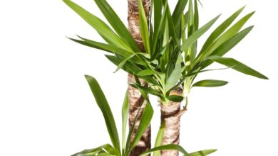 Photo of Controllo dei parassiti Dracena – Per saperne di più sugli insetti che si nutrono di piante Dracena