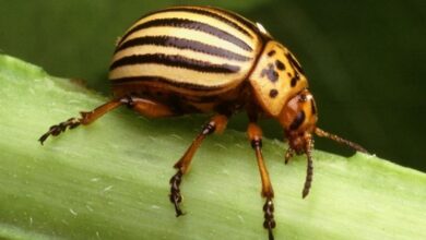 Photo of Controllo del coleottero dei fagioli in Messico: evitare che il coleottero dei fagioli invada le piante