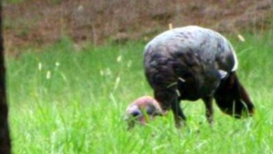 Photo of Controllo del tacchino selvatico: gestione dei parassiti del tacchino selvatico in giardino