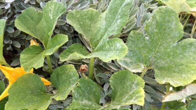 Photo of Controllo della muffa della zucca: Trattamento della muffa della polvere nelle piante di zucca