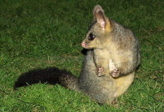 Photo of Controllo dell’opossum: come catturare l’oppio