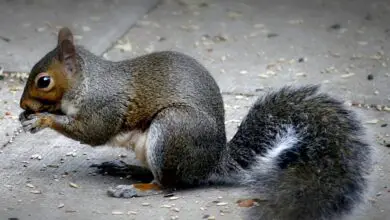 Photo of Controllo scoiattolo: Rimozione degli scoiattoli dal tuo giardino