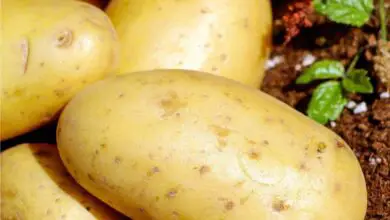 Photo of Coprire le patate da semina: come appendere le patate da semina