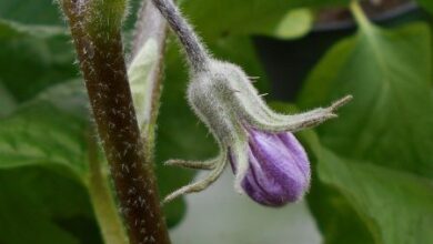 Photo of Cosa fare con i fiori di melanzana che si seccano e cadono