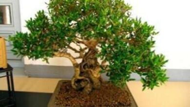 Photo of Cosa fare con il tuo primo bonsai?