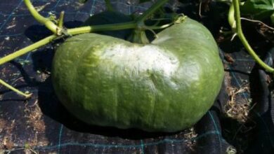 Photo of Cosa fare per la malattia della zucca e il marciume della zucca