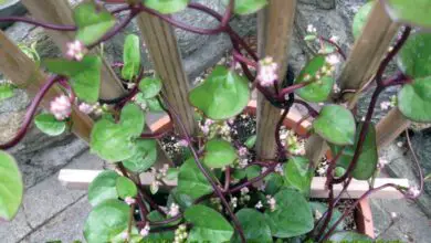 Photo of Cosa sono gli spinaci Malabar: consigli per la coltivazione e l’utilizzo degli spinaci Malabar