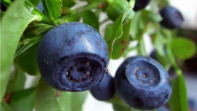 Photo of Cosa sono i mirtilli? Piantare semi di mirtillo rosso