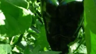 Photo of Cosa sono i peperoni di Poblano – Come si coltiva una pianta di peperoncino di Poblano