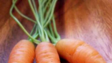 Photo of Cosa sono le carote di Nantes: Come coltivare le carote a Nantes