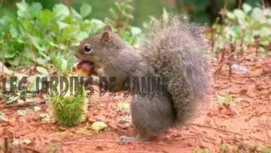 Photo of Cosa tiene lontani gli scoiattoli: come tenere gli scoiattoli fuori dal giardino