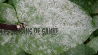 Photo of Cos’è la muffa bianca: come trattare la muffa bianca sulle piante
