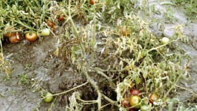 Photo of Cos’è la muffa del pomodoro? – Manipolazione dei pomodori con la muffa