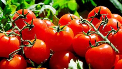 Photo of Cos’è un pomodoro bianco «Regina»? – Consigli per la coltivazione del pomodoro regina bianco.