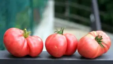 Photo of Cos’è un pomodoro Brandywine? – Consigli per la coltivazione dei pomodori rosa Brandywine