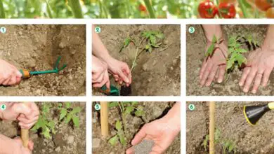 Photo of Cos’è un pomodoro da cortile? – Imparare a coltivare i pomodori in un patio