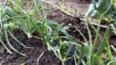 Photo of Cos’è una cipollina? – Consigli per la coltivazione delle cipolline