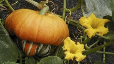 Photo of Cos’è una zucca a turbante: come coltivare le piante di zucca a turbante