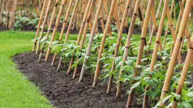 Photo of Costruire griglie per zucchine: consigli per la coltivazione delle zucchine a traliccio